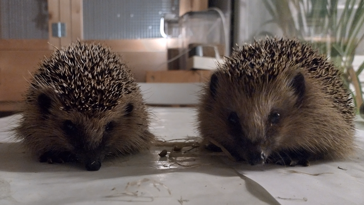Igel brauchen unsere Hilfe campaign photo, 1 of 3
