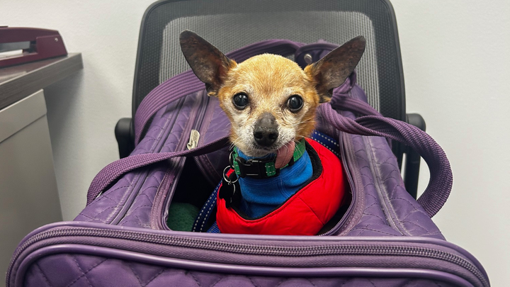 A helping paw for Toby campaign photo, 1 of 2