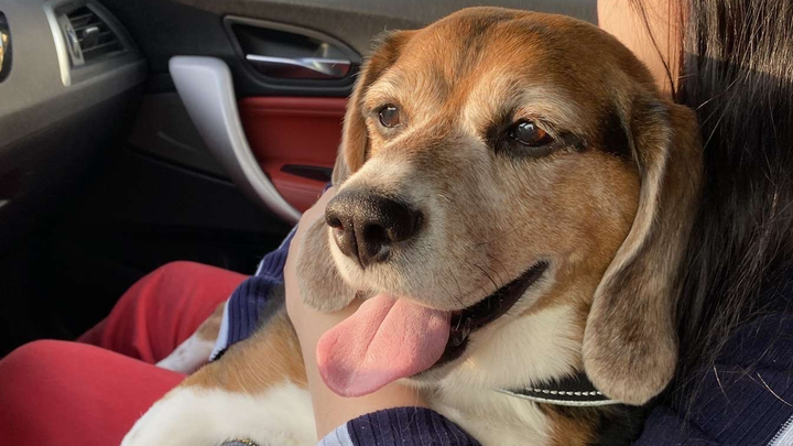 Fundraiser for fabiola grossi by fabiana arreaza : Help Goofy Walk