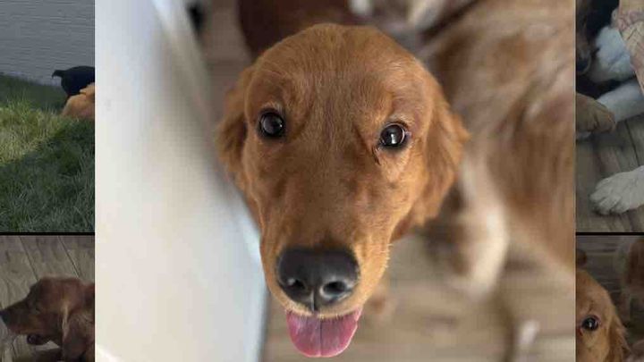 Help Cinnamon Get Emergency Hip Replacement Surgery campaign photo, 1 of 4