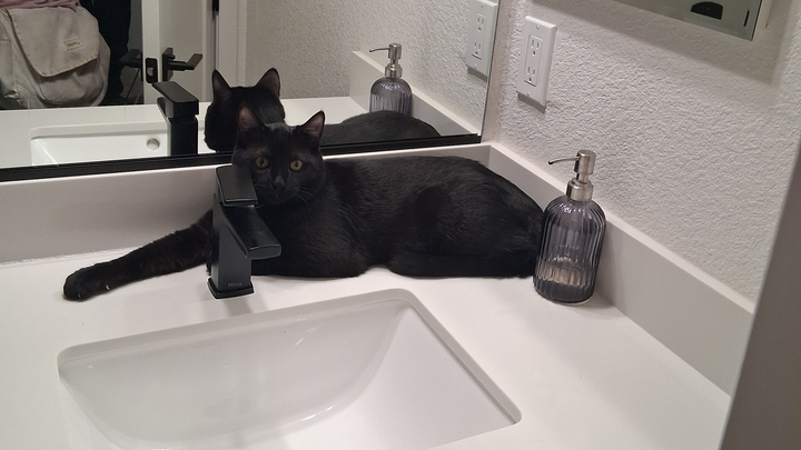 Help Me Reunite With My Cat campaign photo, 1 of 8