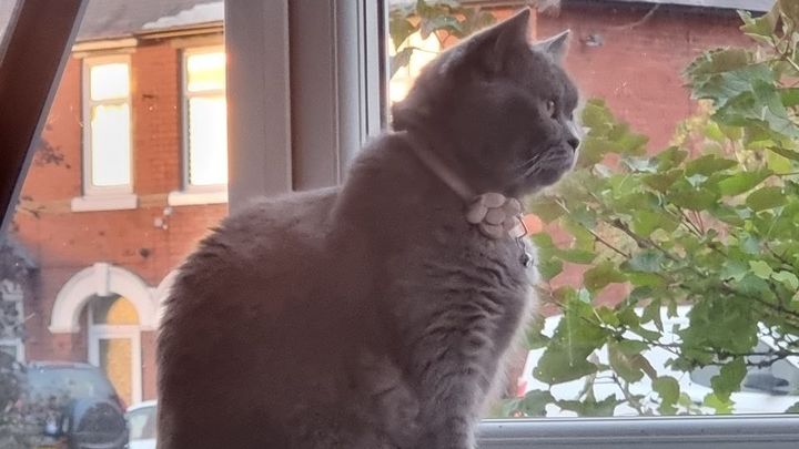Urgent Heart Specialist Care for our cat Molly campaign photo, 1 of 6