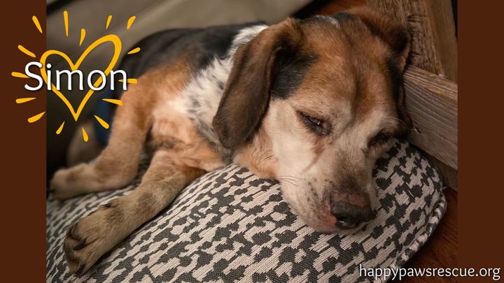 Simon says... please help this senior beagle! campaign photo, 1 of 2