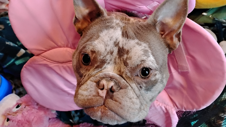 Winnie needs a miracle! campaign photo, 1 of 8
