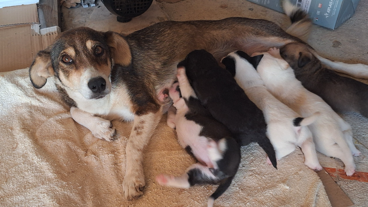 Help save the 6 Kalkan pups and mum. campaign photo, 1 of 8