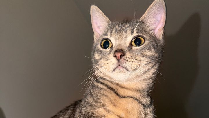 Help Smokie Get Urgent Care campaign photo, 1 of 4