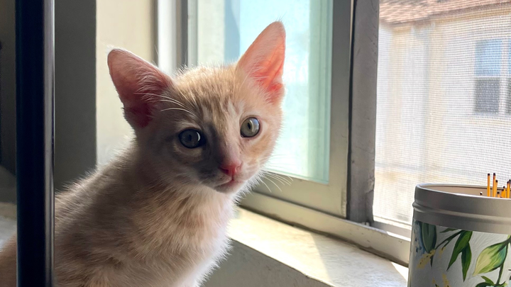 Help Stinky the Stray Kitten Thrive campaign photo, 1 of 8