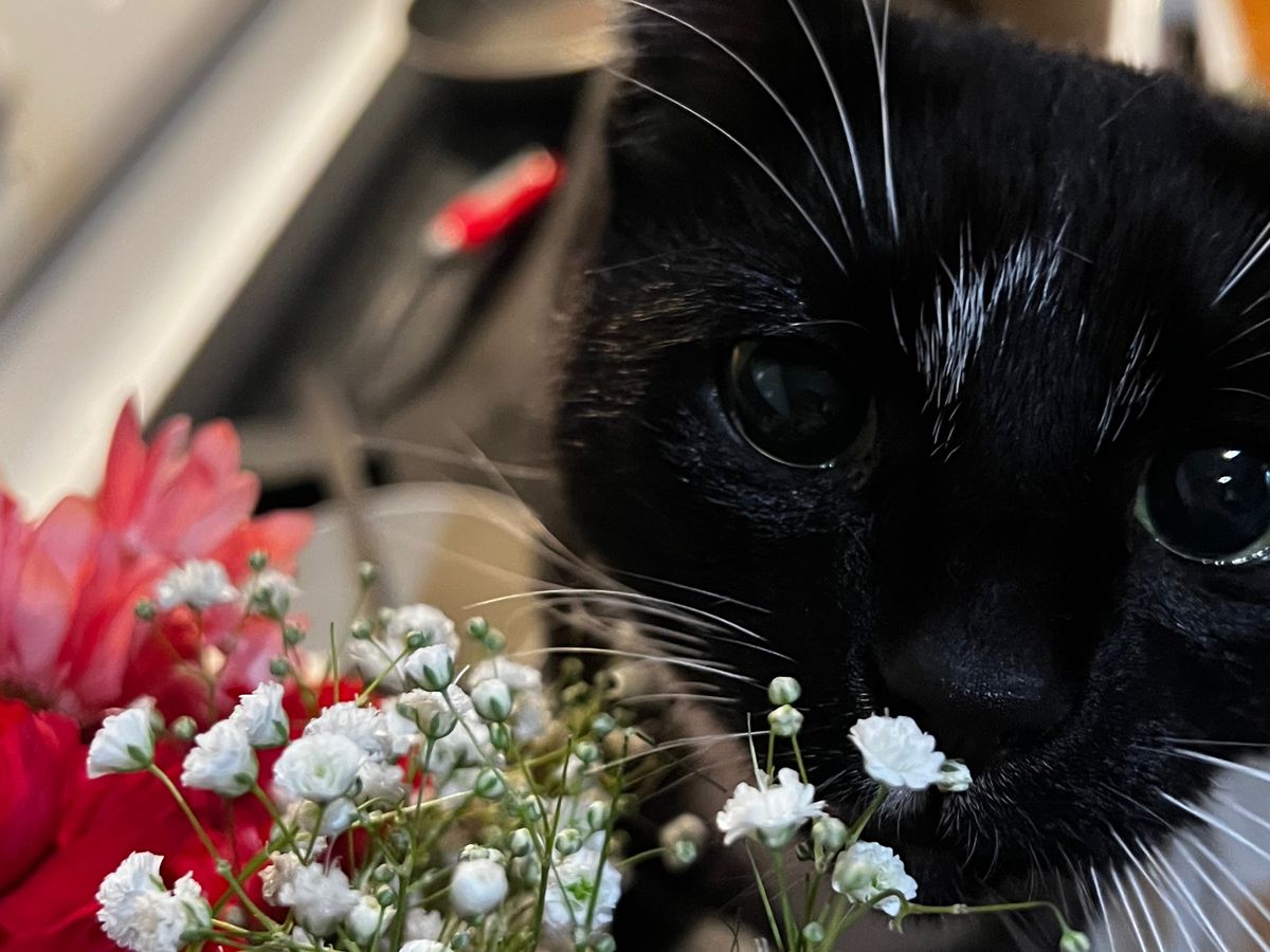 Debt due to unexpected vet expenses. campaign photo, 1 of 8