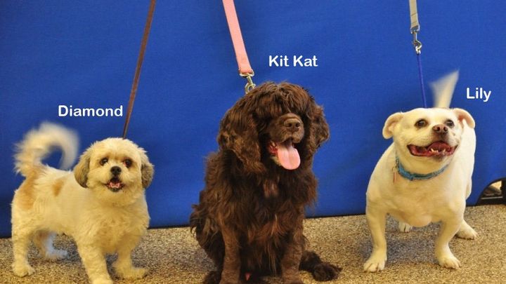 Help Three Special HSFN Dogs campaign photo, 1 of 3