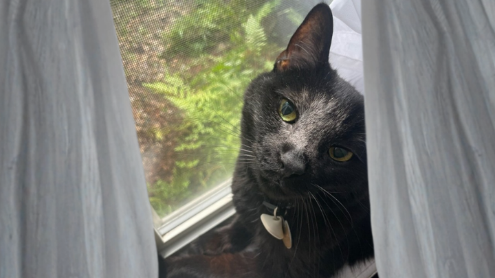 Support Four, Our Brave Miracle Cat campaign photo, 1 of 8