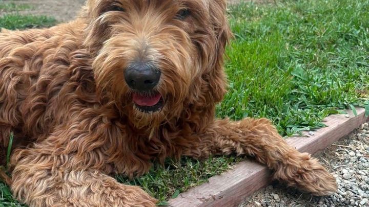 Give Maxine the Second Chance She Deserves campaign photo, 1 of 6