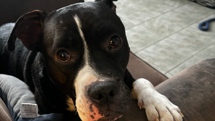 Help Support Cash’s Condition campaign photo, 1 of 8