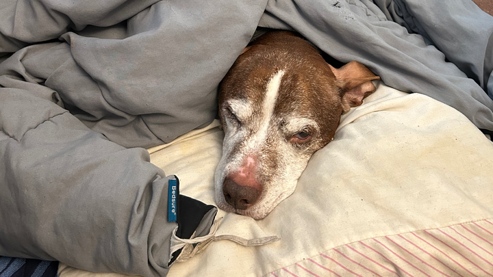 Save Sammy: Urgent Medical Help Needed campaign photo, 1 of 5