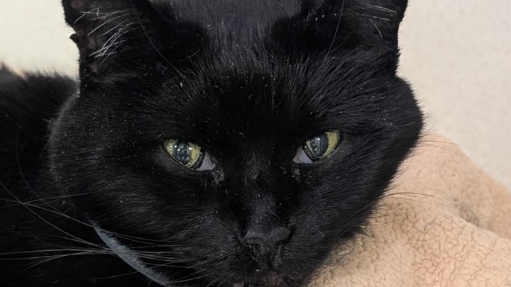 Support Midnight's Battle with Heart Failure campaign photo, 1 of 3