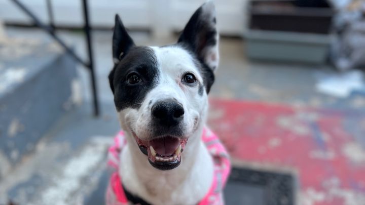 Help Nyla Get the Surgery She Needs campaign photo, 1 of 8