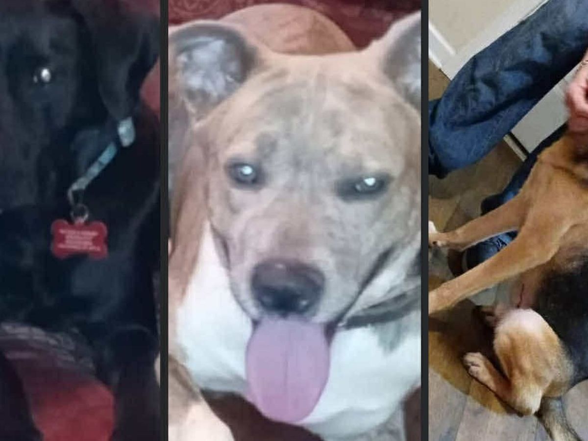 Fundraiser’s main image