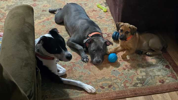 Help Lyndsey Build a Safe Haven for Rescued Animals campaign photo, 1 of 8