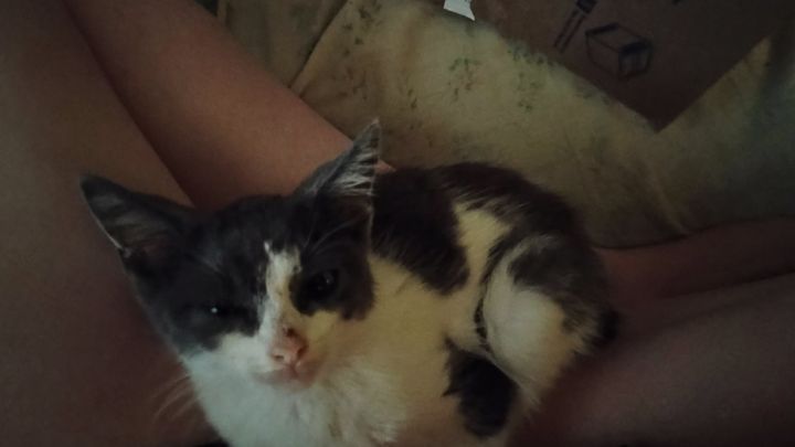 Support Our Stray Cat Rescue Mission campaign photo, 1 of 6