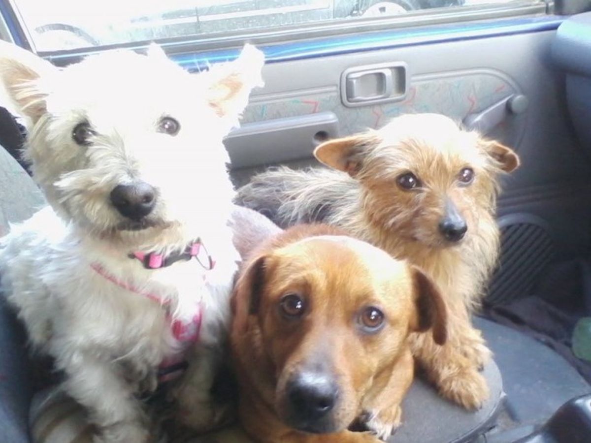 Sandra's Dog Rescue campaign photo, 1 of 2