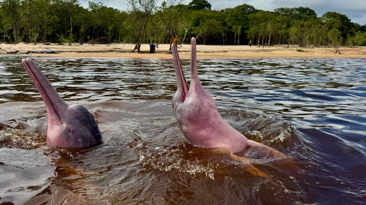Support Amazon River Dolphin Conservation campaign photo, 1 of 6
