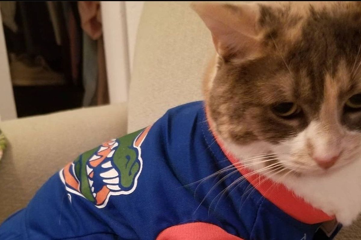 bills cat jersey