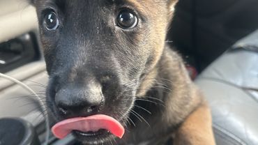 K9HUBB DOG RESCUE COMPTON