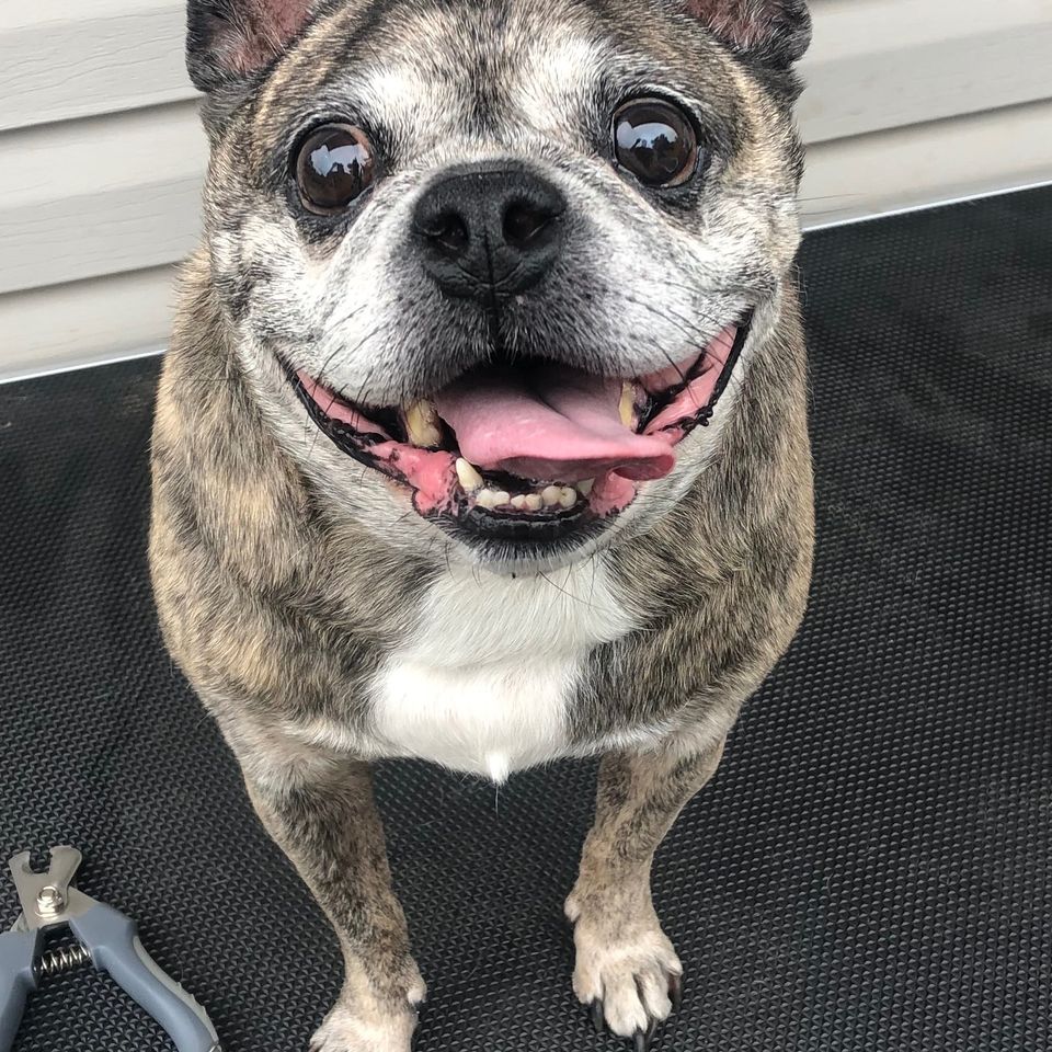 Fundraiser by Tyler Hadler : Support Tyler's Mobile Dog Gym Launch
