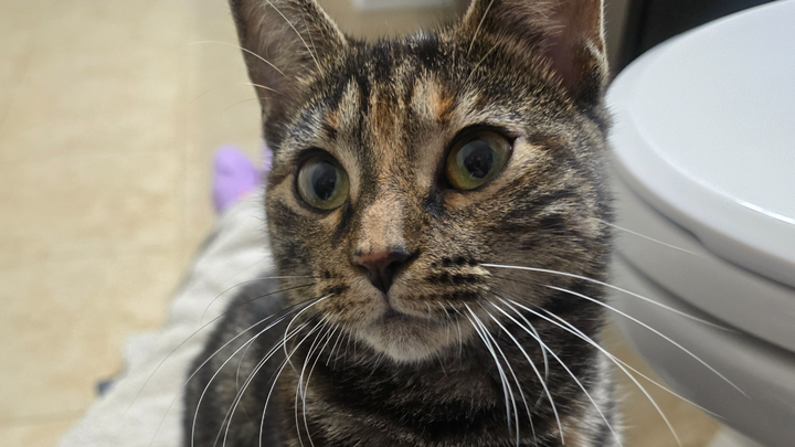 Help Give a Stray Kitten a Chance at a Healthy Life campaign photo, 1 of 7