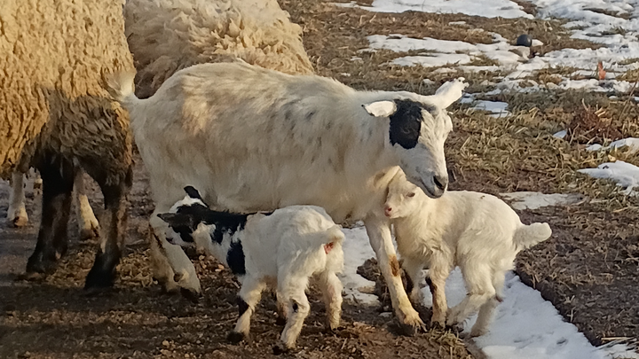 Support The Happy Lamb Family Farm campaign photo, 1 of 8