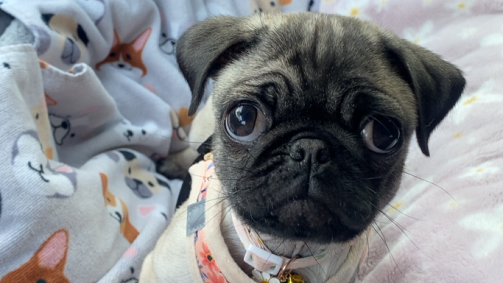 Help Ellie Get Life-Saving Surgery campaign photo, 1 of 8