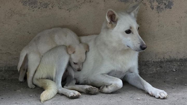 Helft uns, Tierleid zu verhindern - Kastrationsaktion 2027 campaign photo, 1 of 9