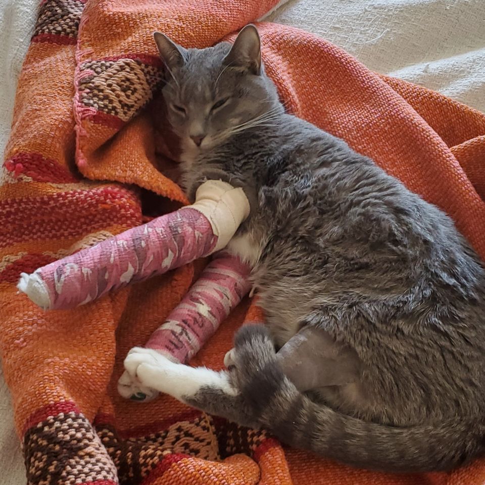 Fundraiser By Kat B Jasmine Medical Emergency