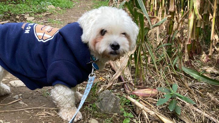 Fundraiser By Sarah Lindell Gryn Saving Charlie fundraiser-by-sarah-lindell-gryn-saving-charlie