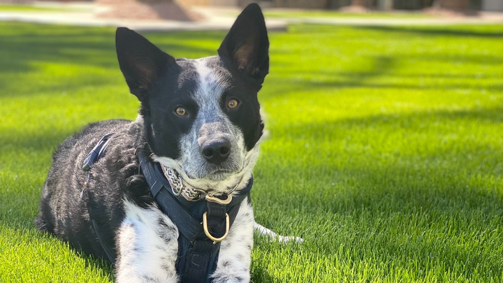 Help Lenny Fight Lymphoma with Chemotherapy campaign photo, 1 of 8