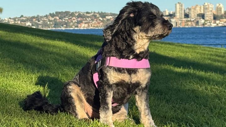 Help Luna Recover From a Terrifying Dog Attack campaign photo, 1 of 5