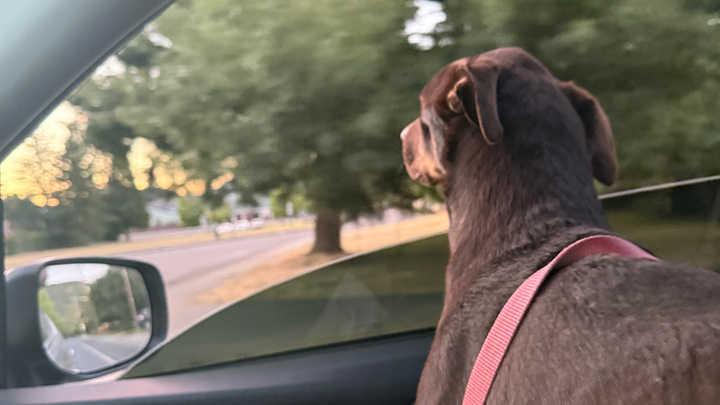 Support Moose's Journey to Recovery campaign photo, 1 of 3