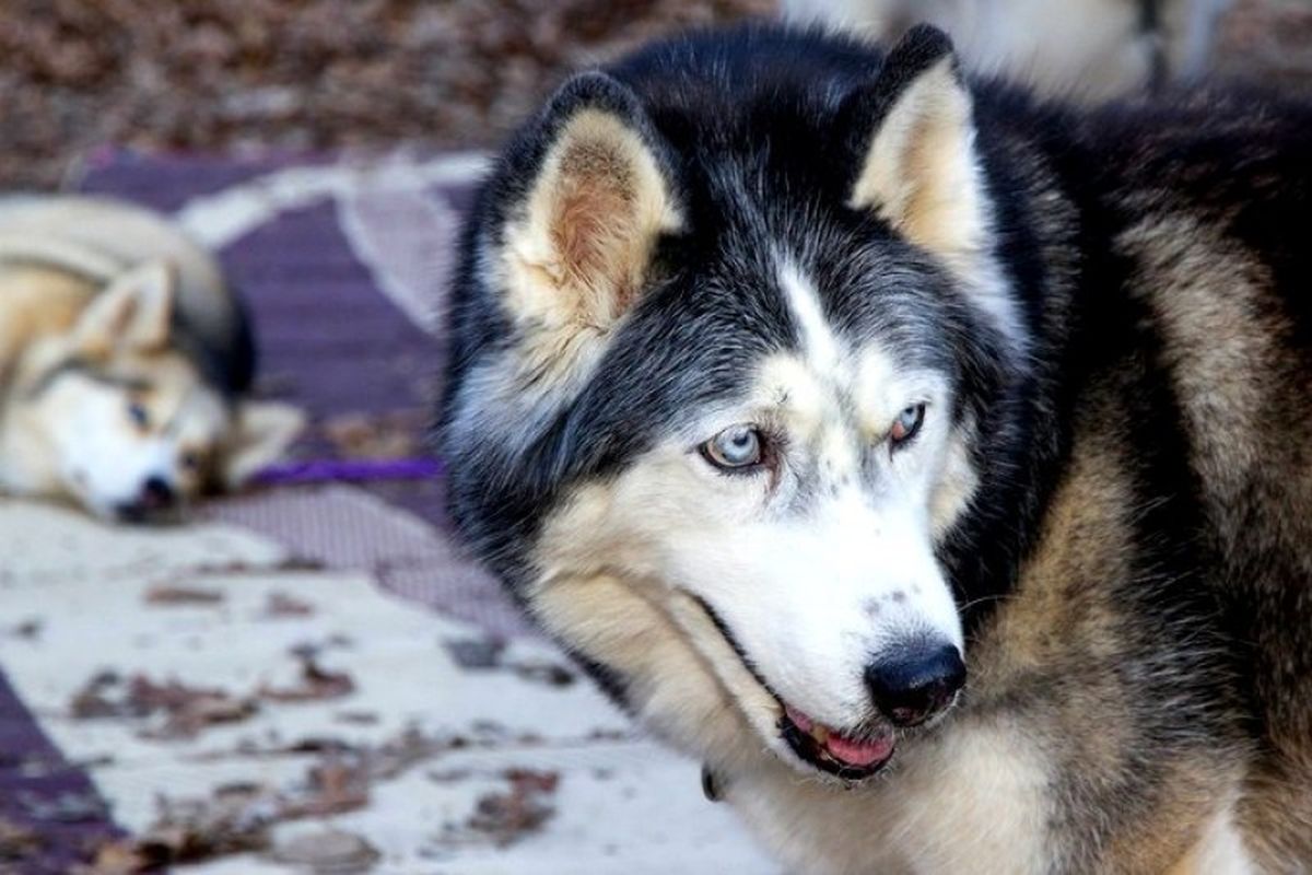 Hairy houdini best sale siberian husky