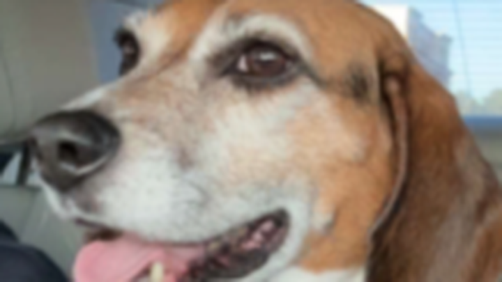 Help Snoop Find Safety and Care campaign photo, 1 of 3