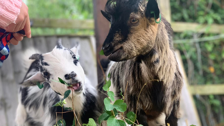 Fundraise for a new fence for our community pygmy goats campaign photo, 1 of 3