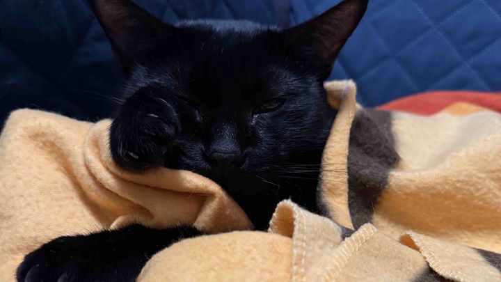 Help us pay for Bean's vet bills campaign photo, 1 of 5
