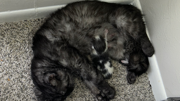 Give Cardi B's Kittens a Chance at Life campaign photo, 1 of 6