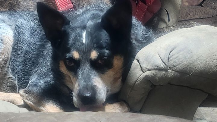 Help Dibbie Do Get Urgent Vet Care campaign photo, 1 of 3