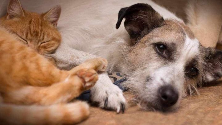 Help good humans help animals in Ukraine campaign photo, 1 of 3