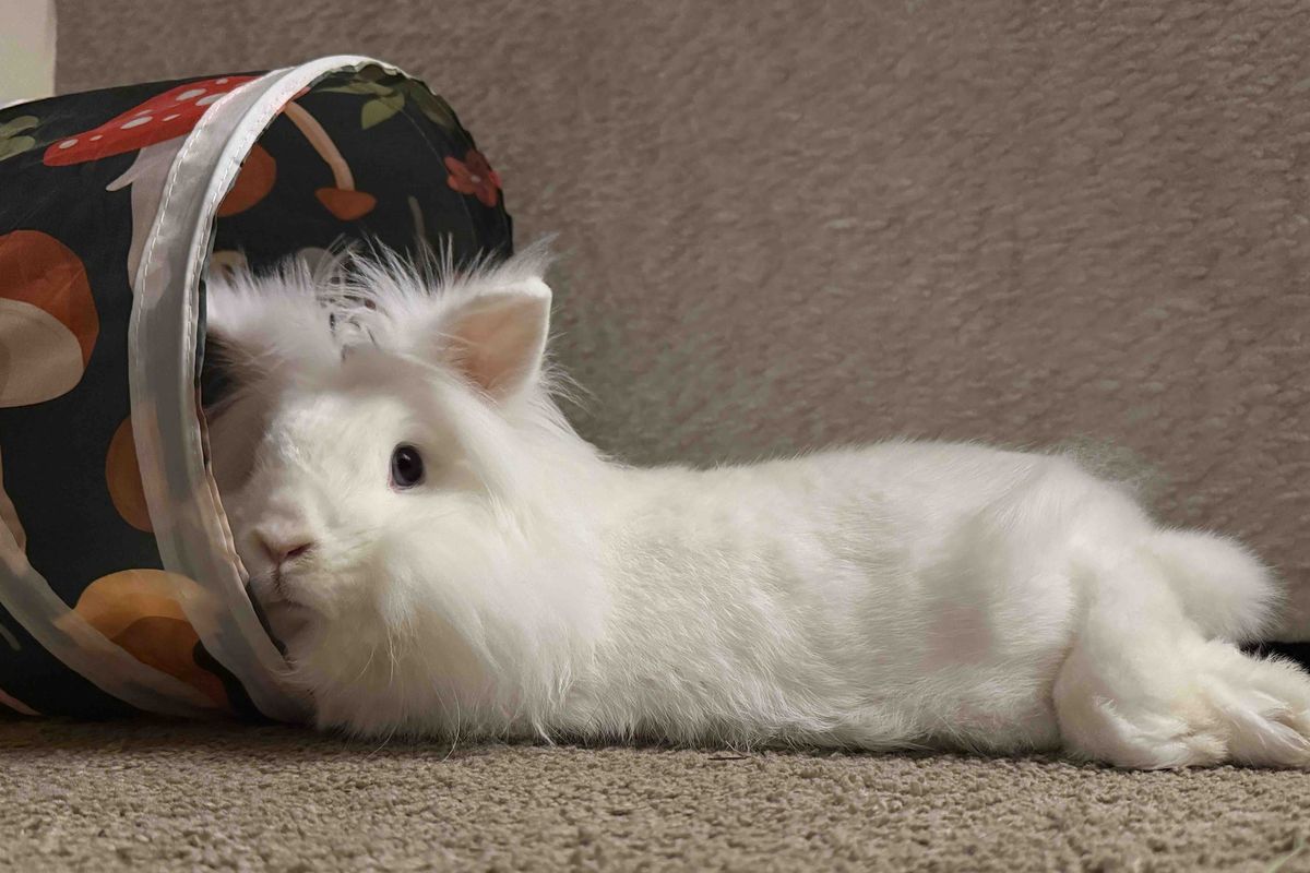 Fundraiser by Brylee Music : Procedure for Omelette Tooth Removal and Eye  Abscess