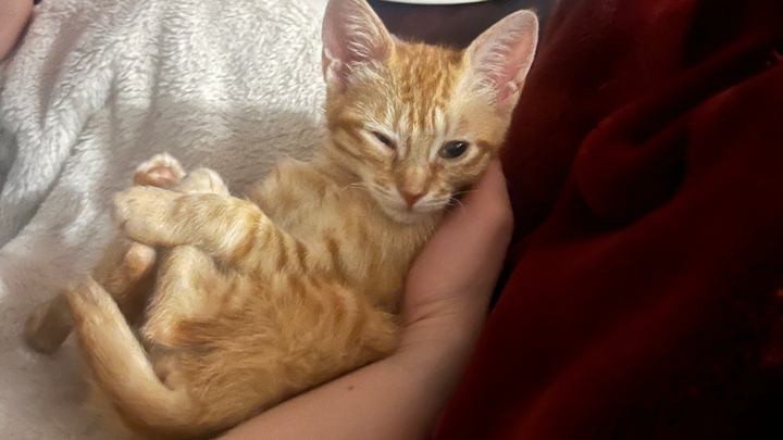 Sybil, a neurologically damaged kitten campaign photo, 1 of 5