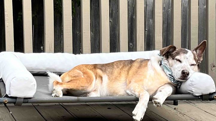 Donate for Seymour's Vet Care campaign photo, 1 of 5