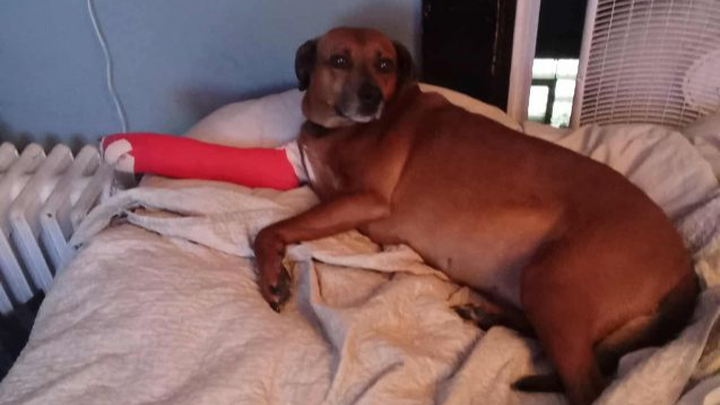 Help Bella Heal: Urgent Surgery Needed campaign photo, 1 of 4