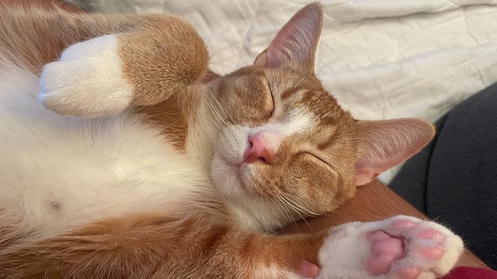 Support Mezz’s Life-Saving Surgery campaign photo, 1 of 7