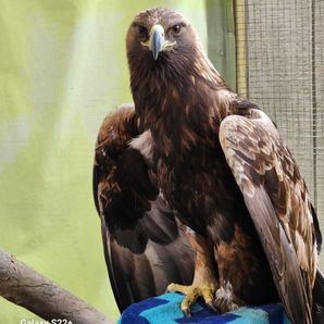 The Wilderz At Pocono Wildlife Rehabilitation and Education Center
