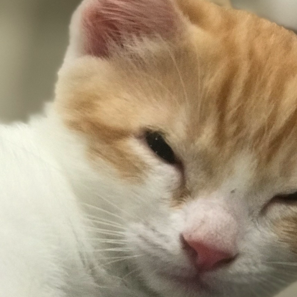 Fundraiser by Michelle VALDEZ : M&M Pet Rescue Fundraiser